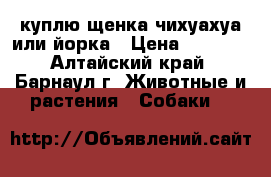 куплю щенка чихуахуа или йорка › Цена ­ 3 000 - Алтайский край, Барнаул г. Животные и растения » Собаки   